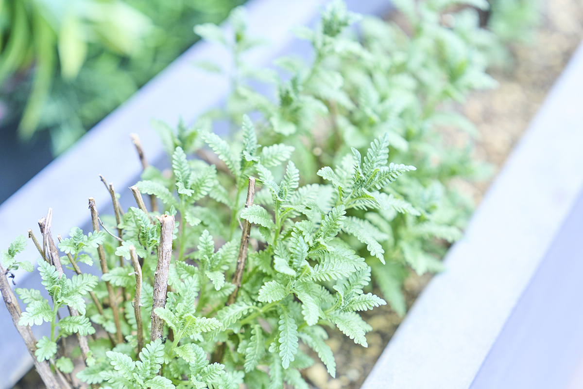 ラベンダー。取材時は剪定した後の状態だとか