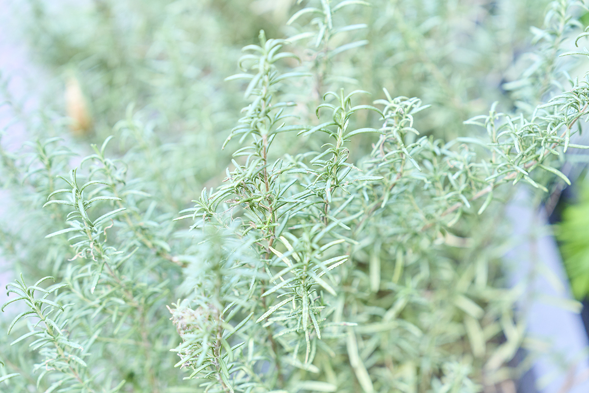 香りのいいハーブ定番の、ローズマリーも