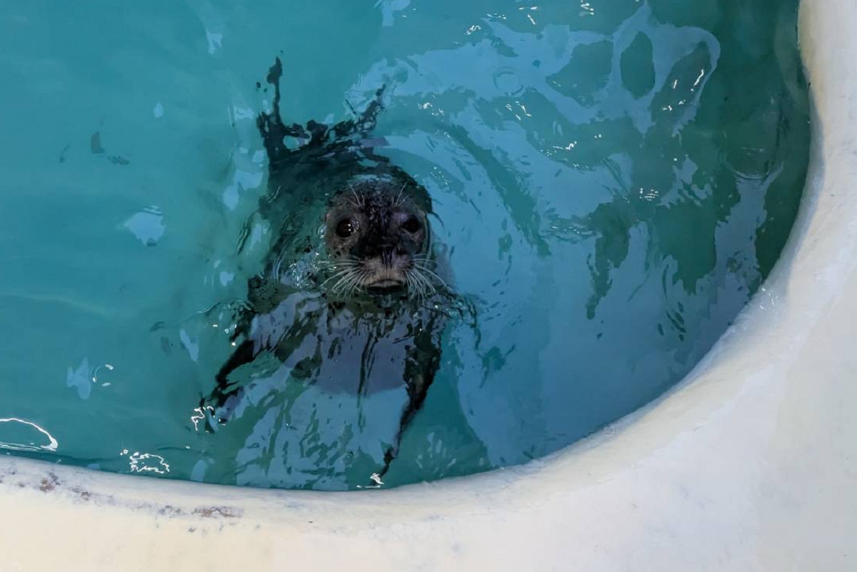 ゴマフアザラシのまちこ／提供：魚津水族館