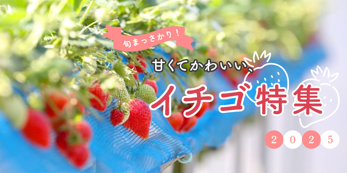 イチゴ特集2025