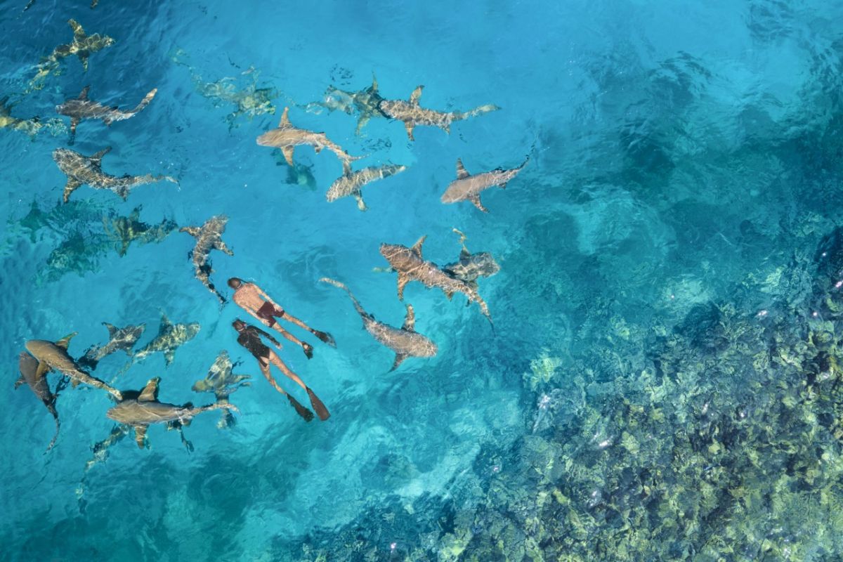 「ナースシャーク シュノーケリング」大人$275/©︎Anantara Veli Maldives Resort