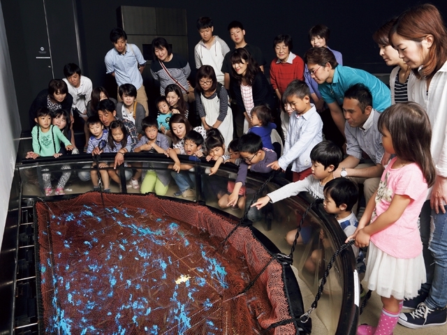 ライブシアターで見られるホタルイカの発光ショー