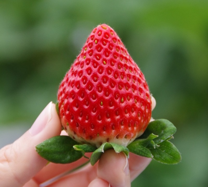 佐賀県「いちごさん」イメージ