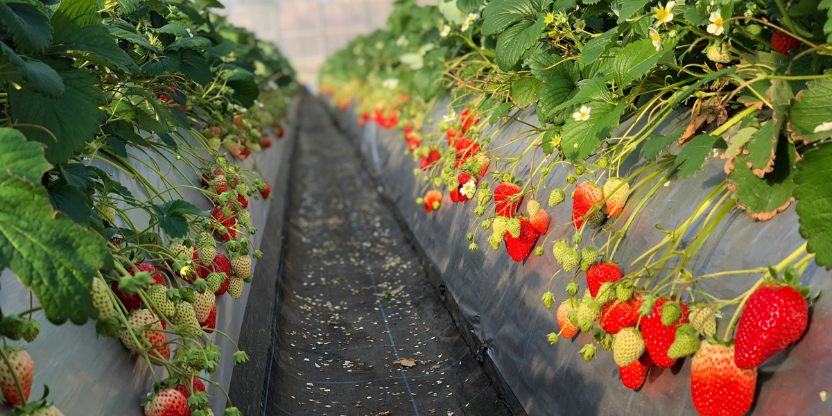 千葉のいちご狩りおすすめスポット（2025年最新版） 安くて人気の食べ放題もご紹介！