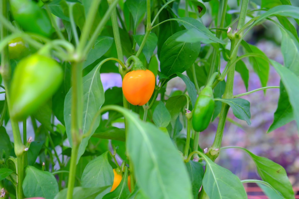 カラフルなパプリカ