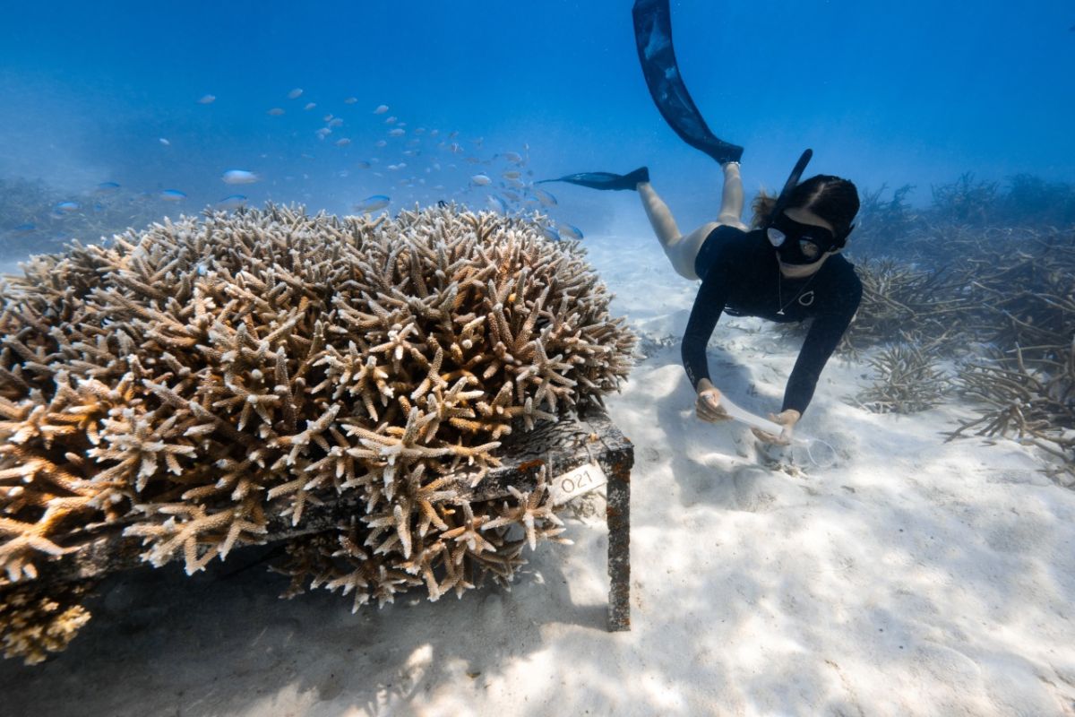 ©︎Anantara Veli Maldives Resort