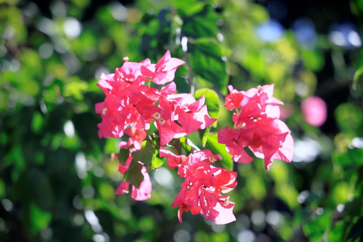 フサキビーチリゾートに咲く赤い花