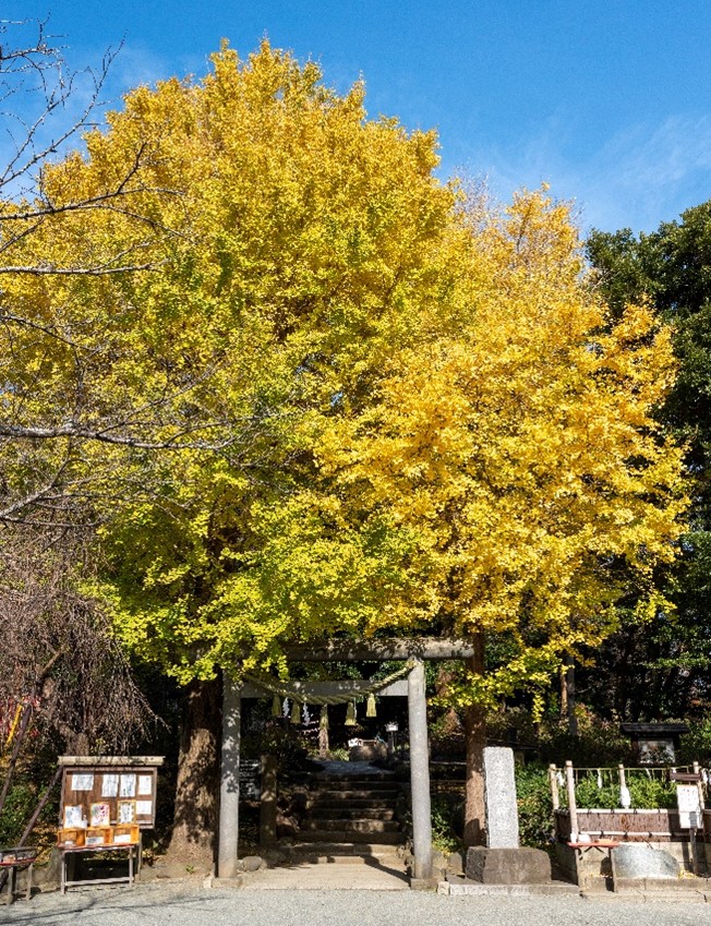 秋には境内の大イチョウが黄金色に輝きます