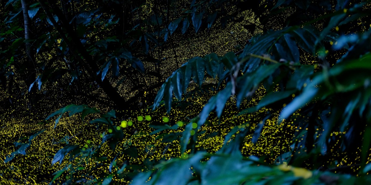 この時期だけ！「星野リゾート　西表島ホテル」で体験できる、森のイルミネーション「ヤエヤマヒメボタル鑑賞ツアー」