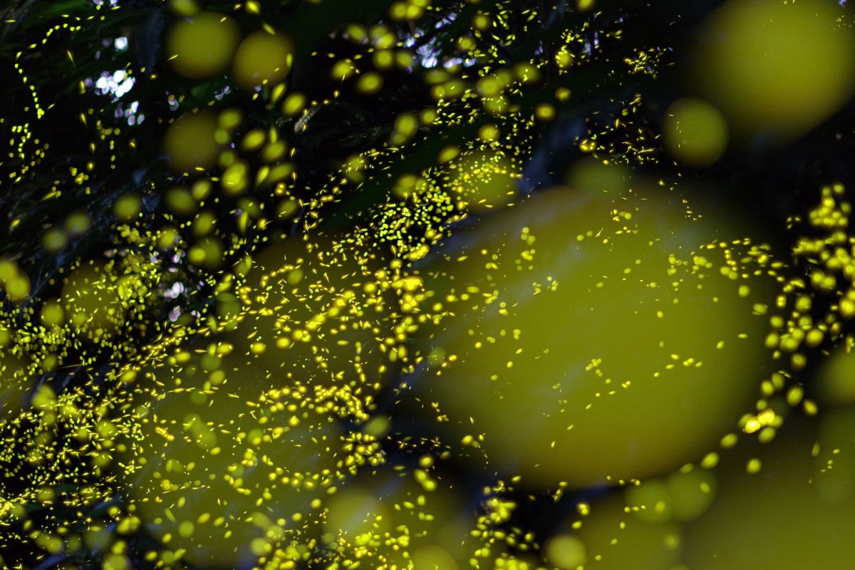 ヤエヤマヒメボタルの光