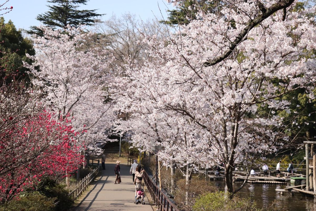 水上アスレチック横のお花見スポット
