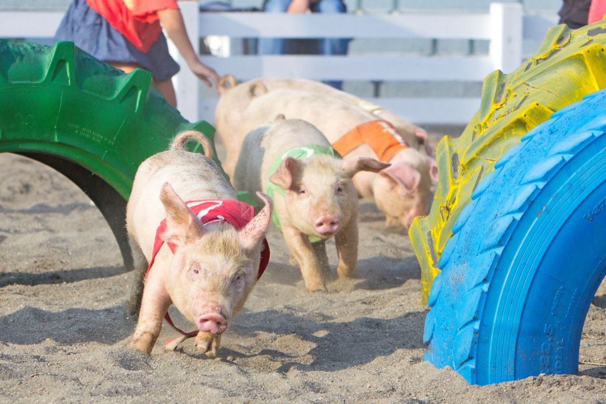 こぶたのレースでは、元気なこぶたたちが大活躍