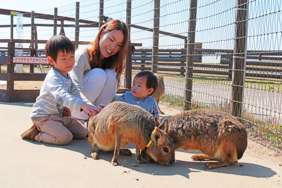 マーラはネズミの仲間