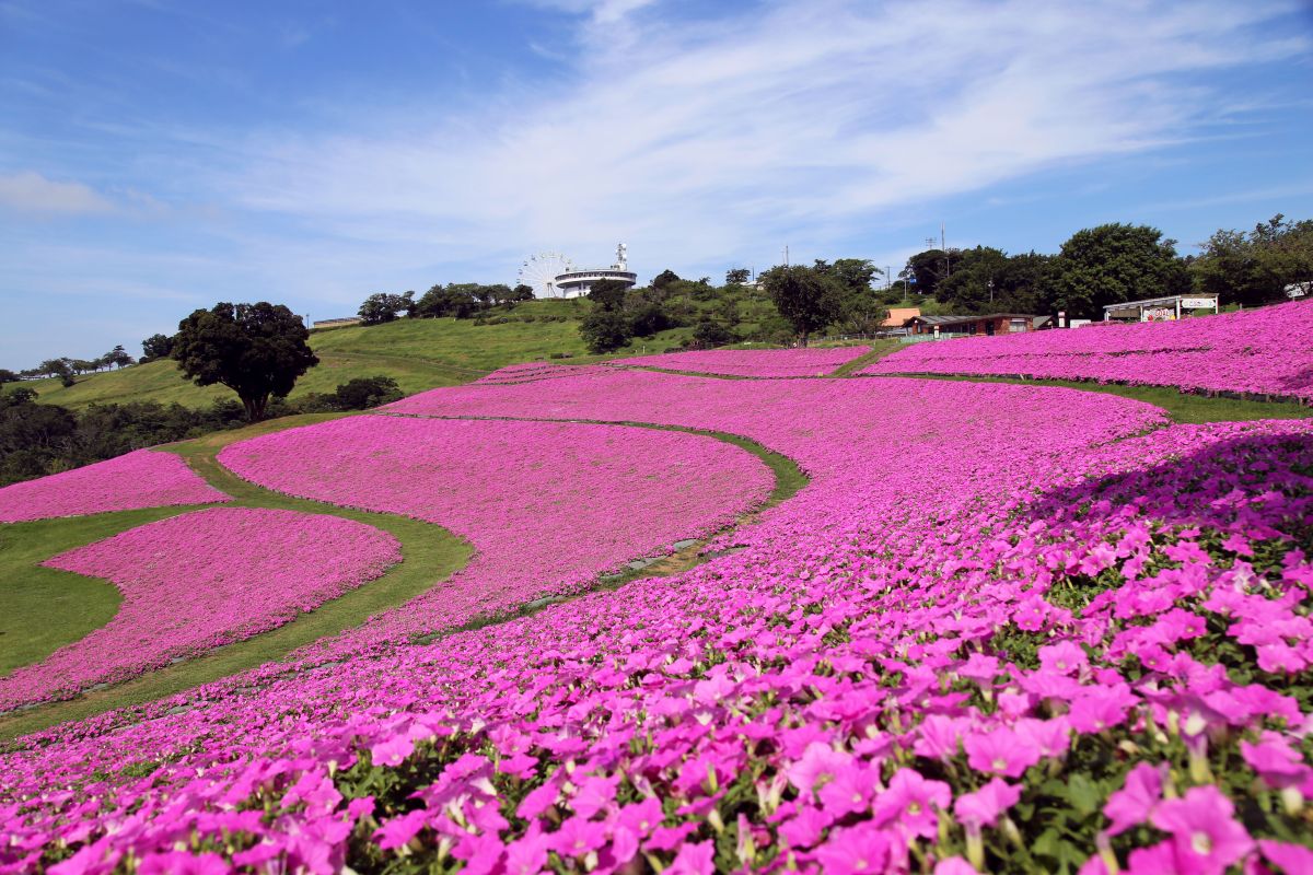 7～9月に見ごろを迎える「桃色吐息」