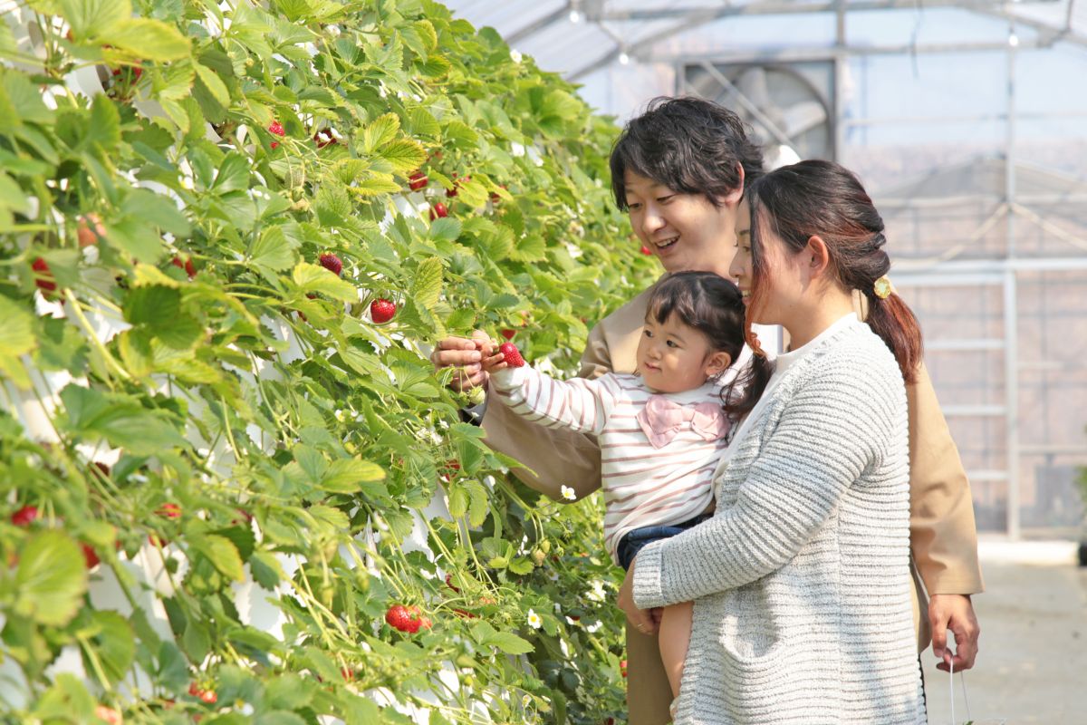 イチゴ狩りは1月中旬～5月ごろまで実施