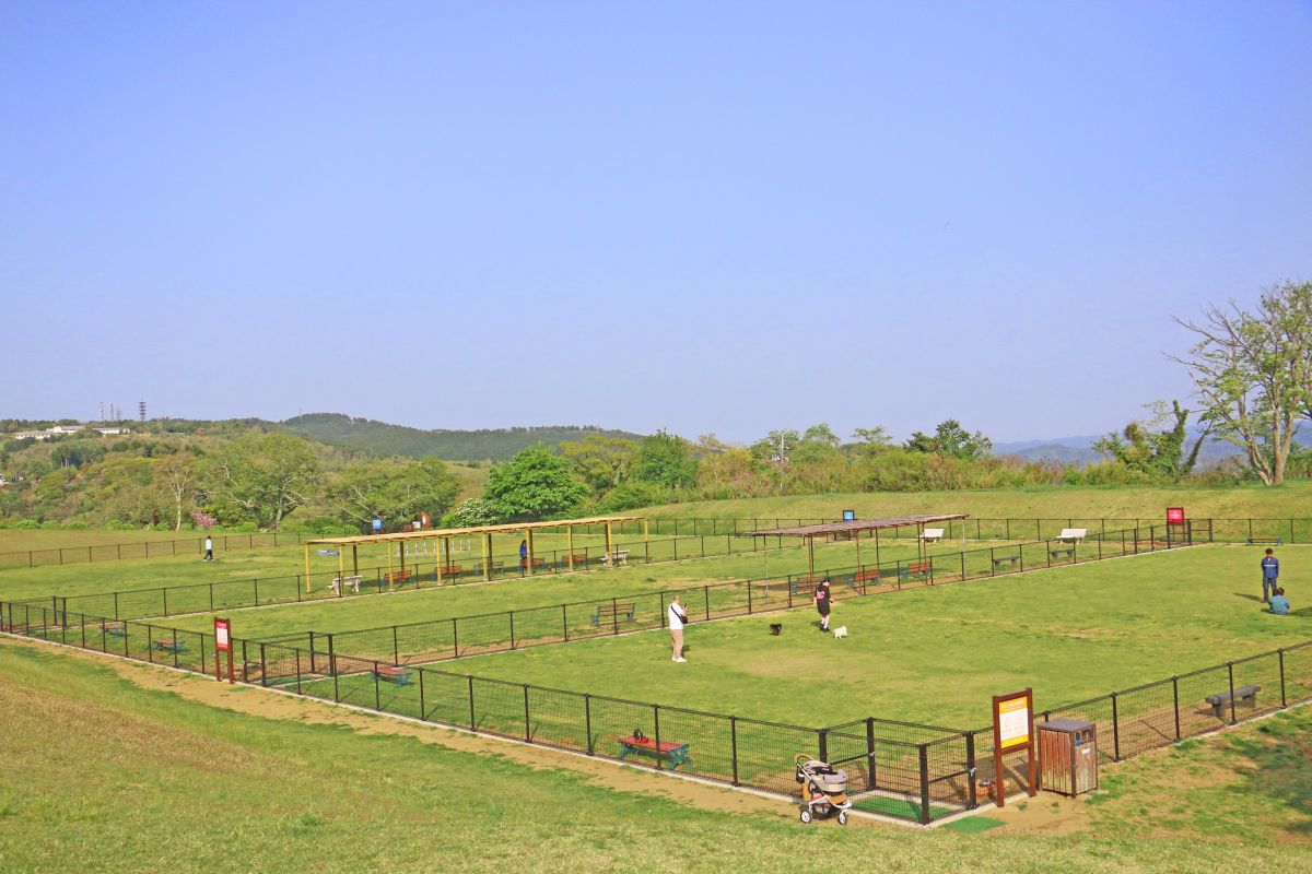 全面天然芝の広々としたドッグラン