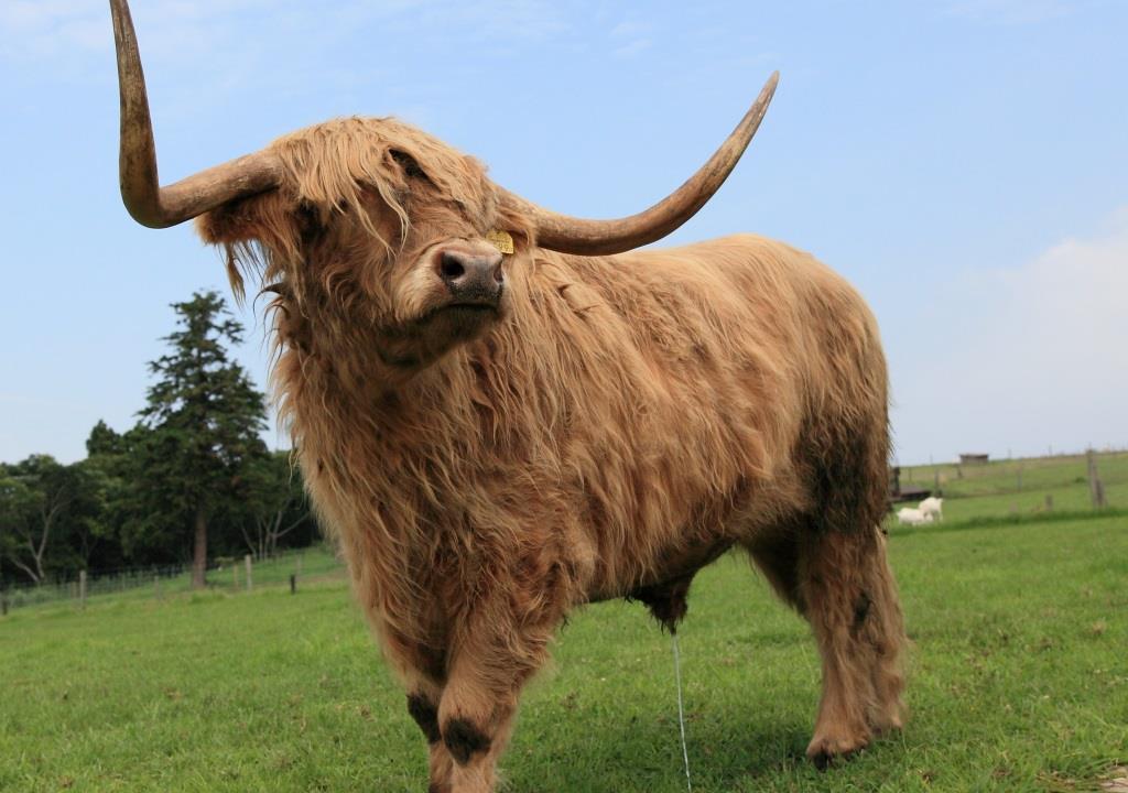 珍しいスコティッシュハイランドキャトルに遭遇！