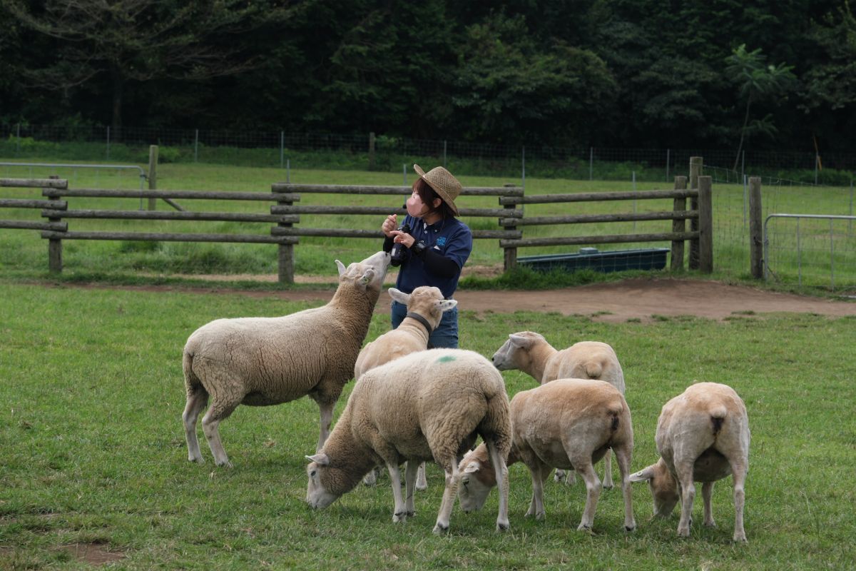 羊に囲まれるガイドさん