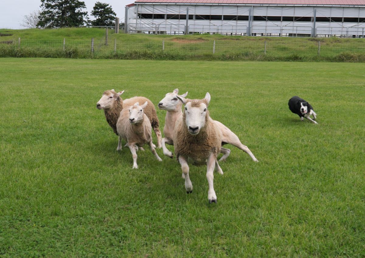 牧羊犬が確実に目的地へと誘導