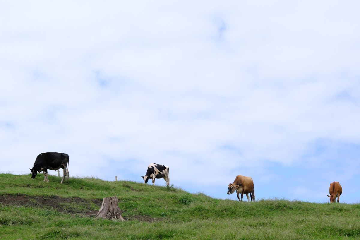 のんびりした風景にも癒やされますね