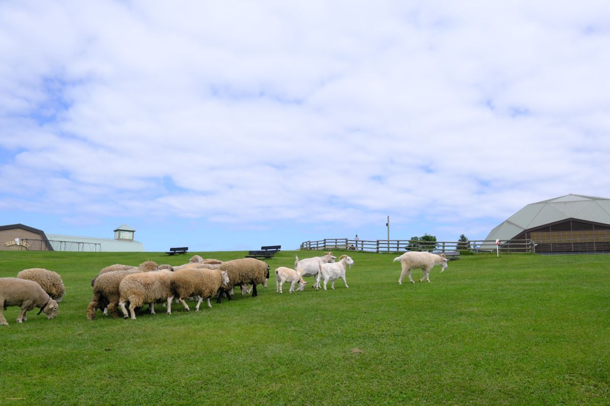 羊さんたちの出勤の風景