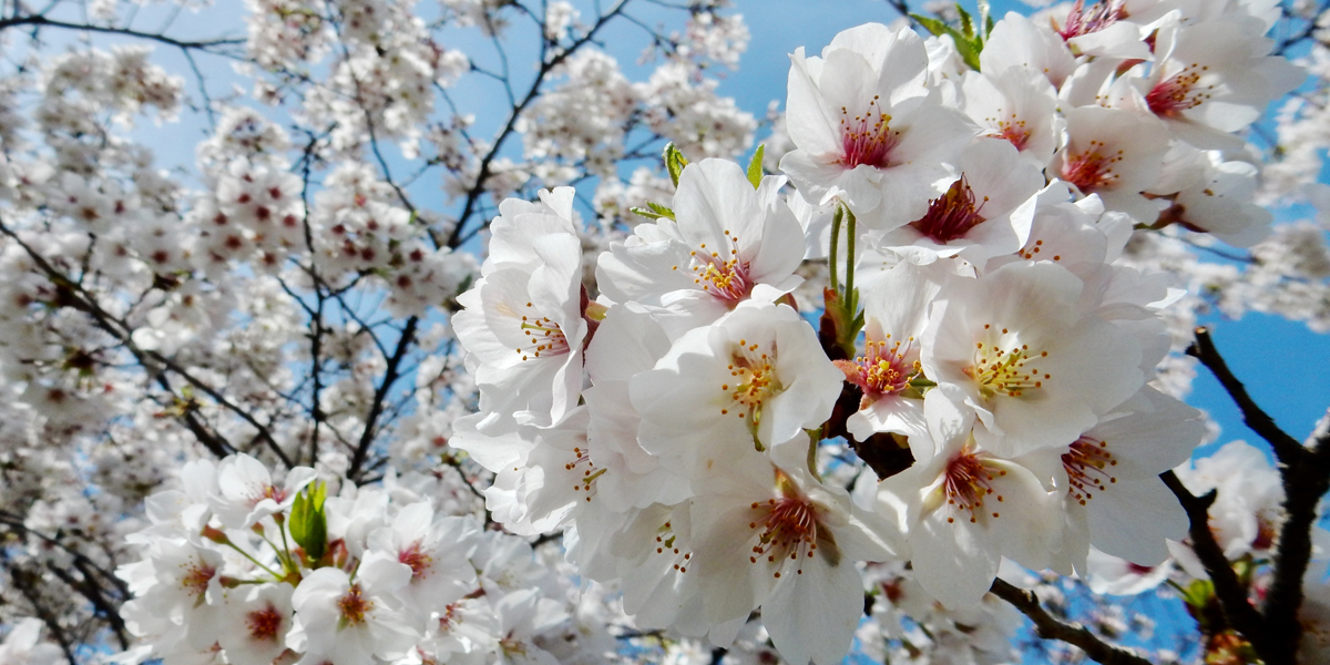 【2025年最新】石川県のお花見スポット8選 桜の見頃の時期から鑑賞する穴場・ライトアップが見れる場所までご紹介