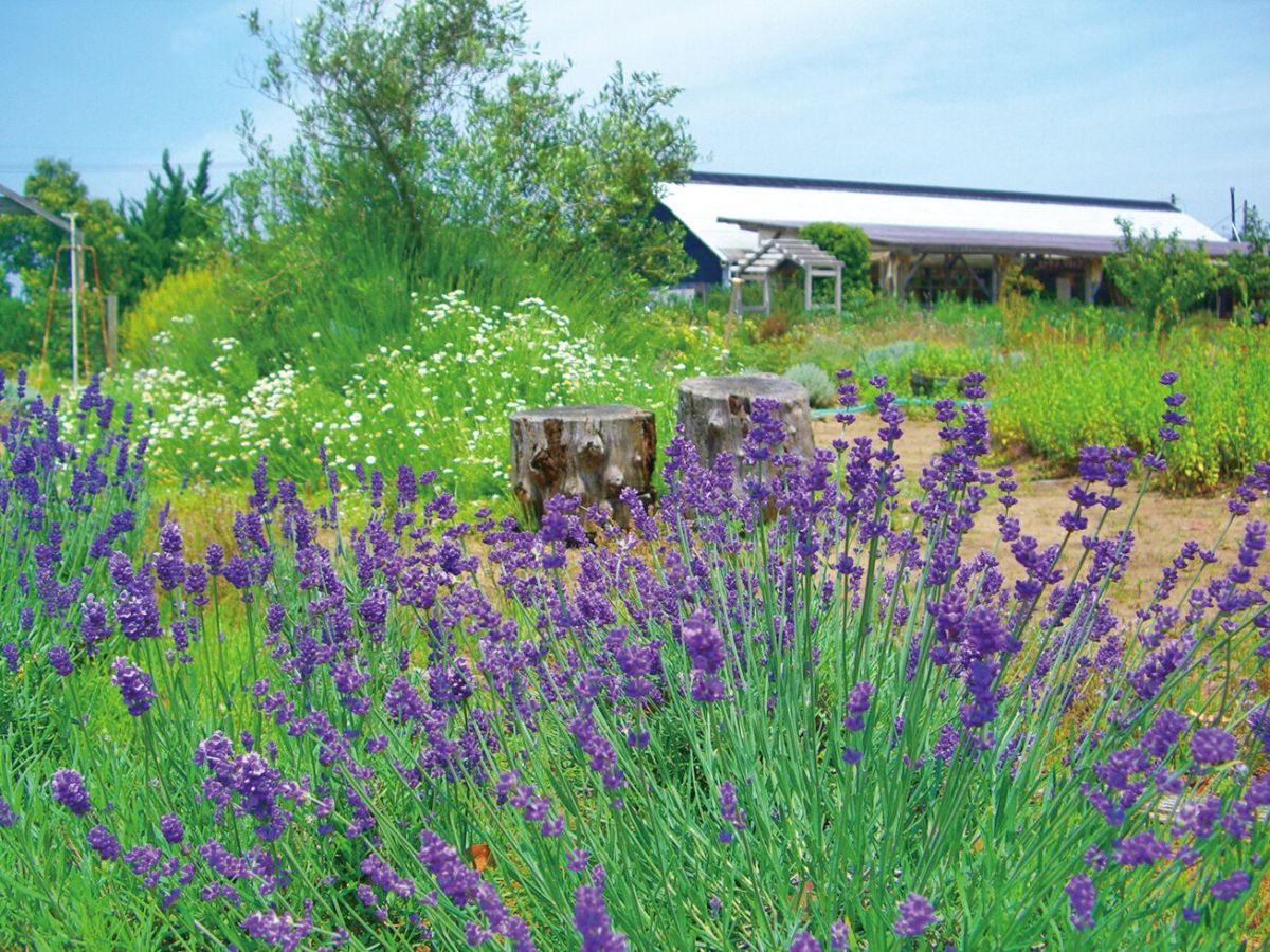 6月のラベンダー、ミントをはじめ