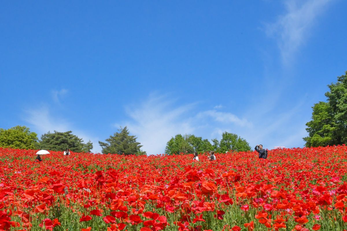 国営昭和記念公園