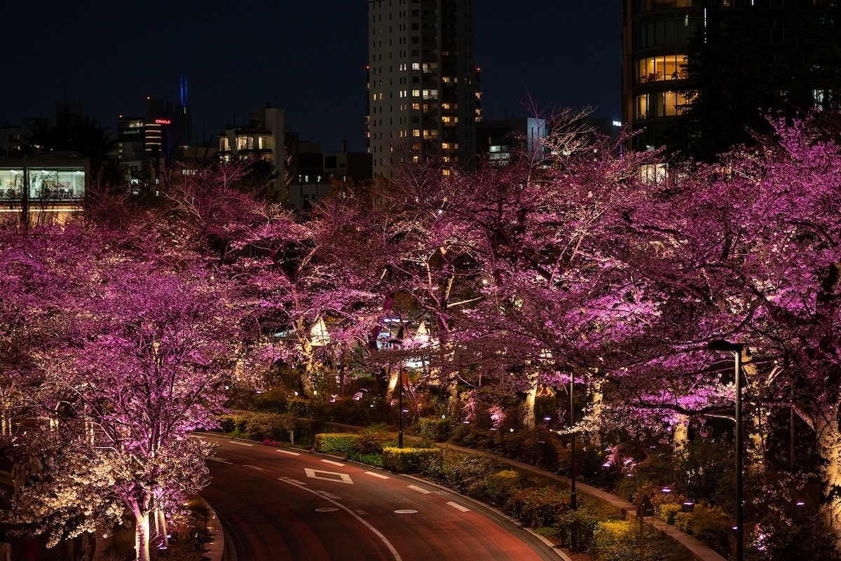 開花前ライトアップ（過去の様子）