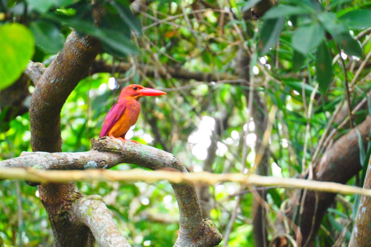 リュウキュウアカショウビンに出会えたらラッキー！