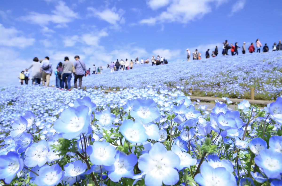 国営ひたち海浜公園のみはらしの丘