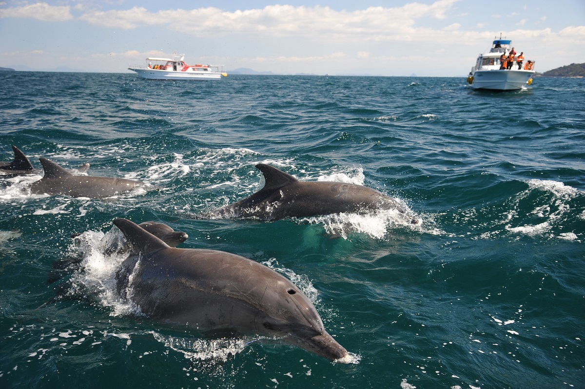 ルカは定住しているので、遭遇率は9割以上