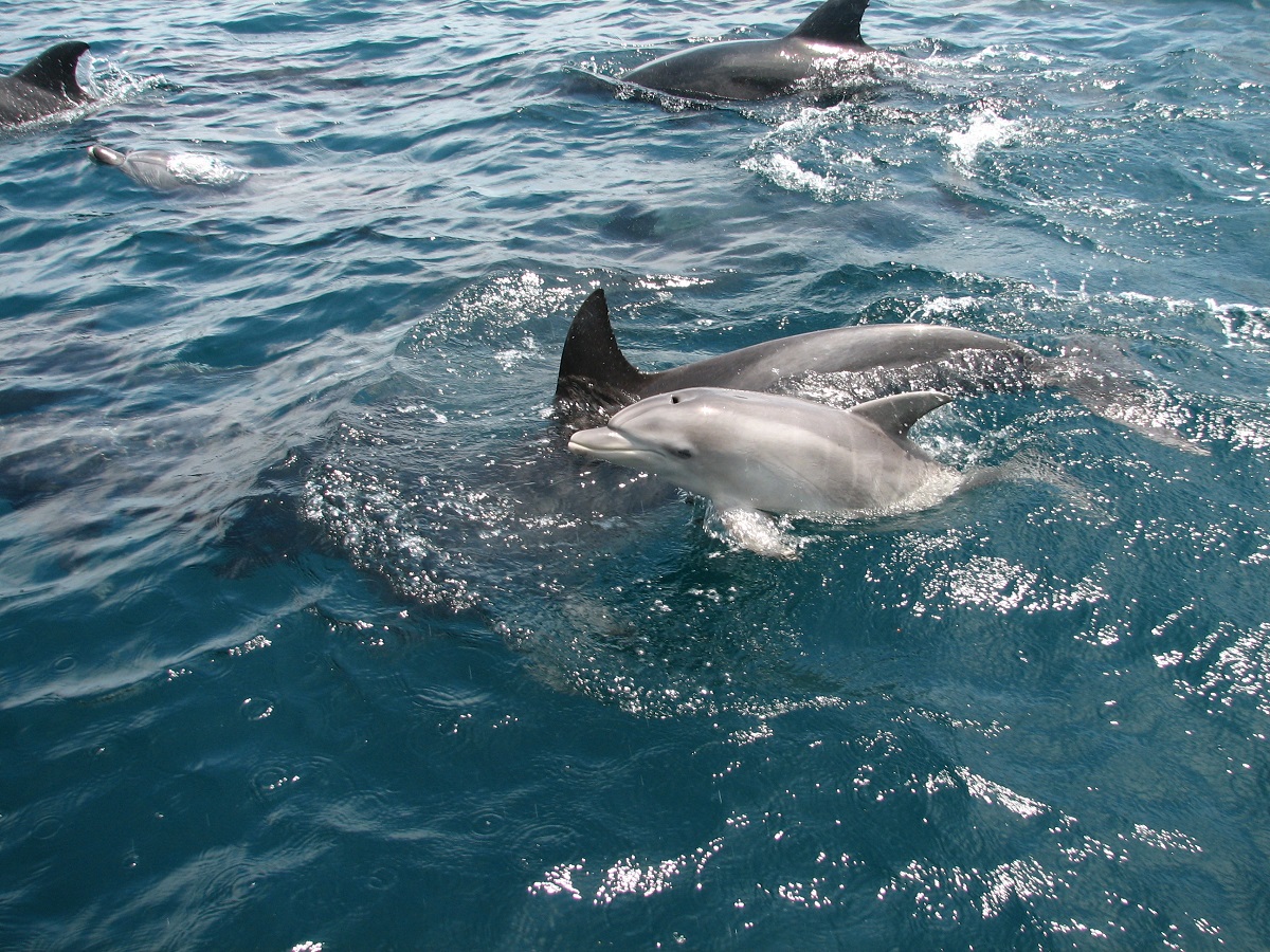 イルカが群れをつくって回遊することでサメも寄ってこないため、安心して素潜り漁ができるそう