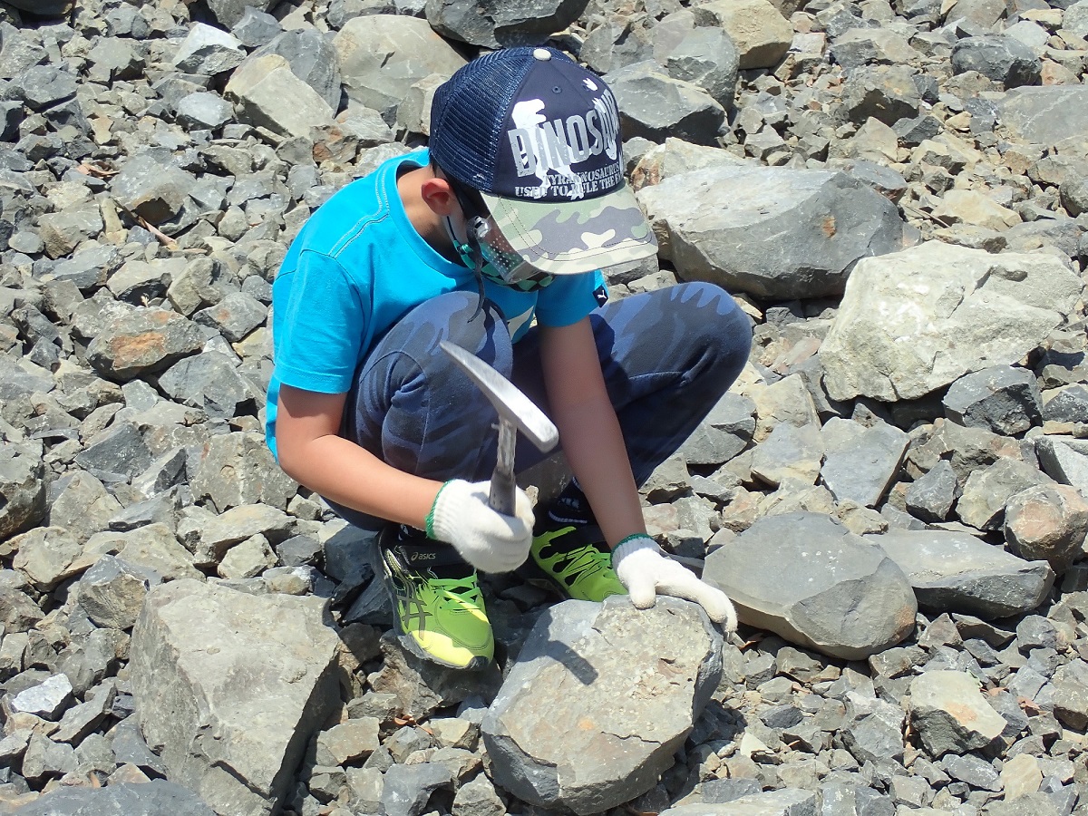 博物館から徒歩5分の場所にある場所で、化石採集が体験できます