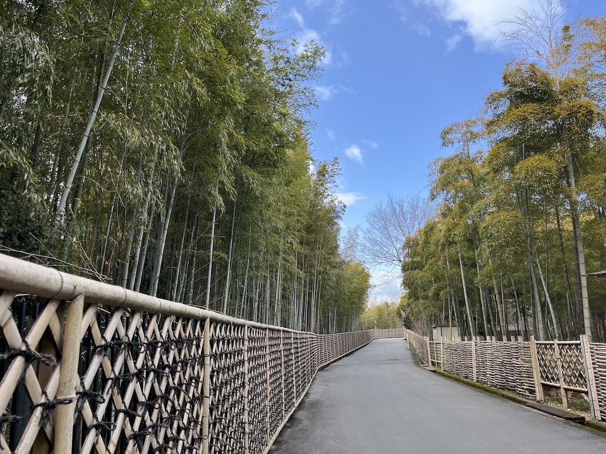 青空を背景に竹の枝葉の緑が映えるアングルで撮影