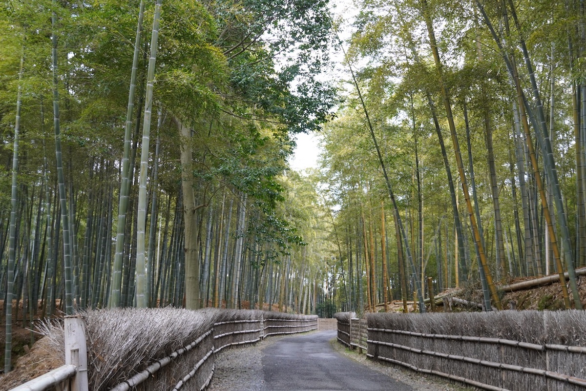 こんもりと茂る竹林と「竹穂垣」を入れて撮影