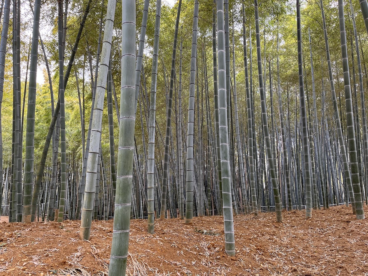 地面を入れて色味を添えて撮影