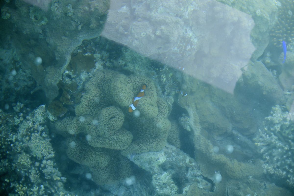 川平湾のクマノミ