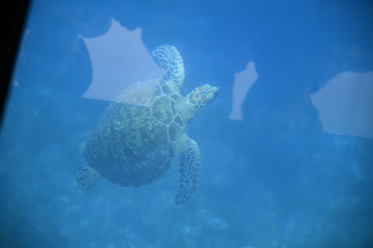 海中を泳ぐウミガメ