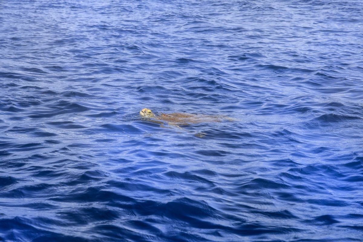 呼吸のために海面まで浮上したウミガメ