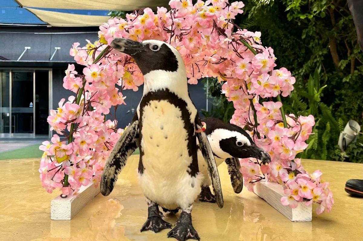 ペンギンのミニパフォーマンス～桜ver.～