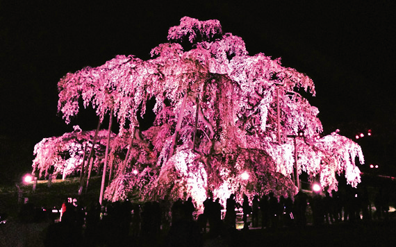 ライトアップされると印象がまた変わります