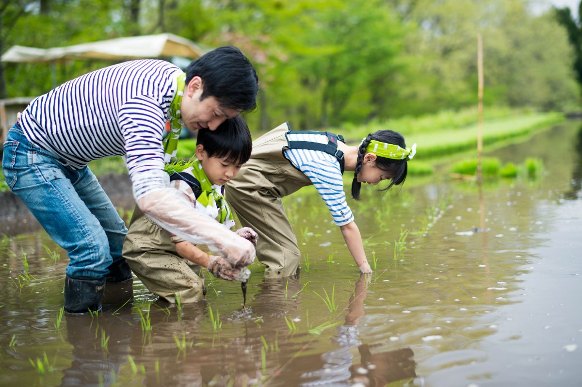 田植え体験イメージ