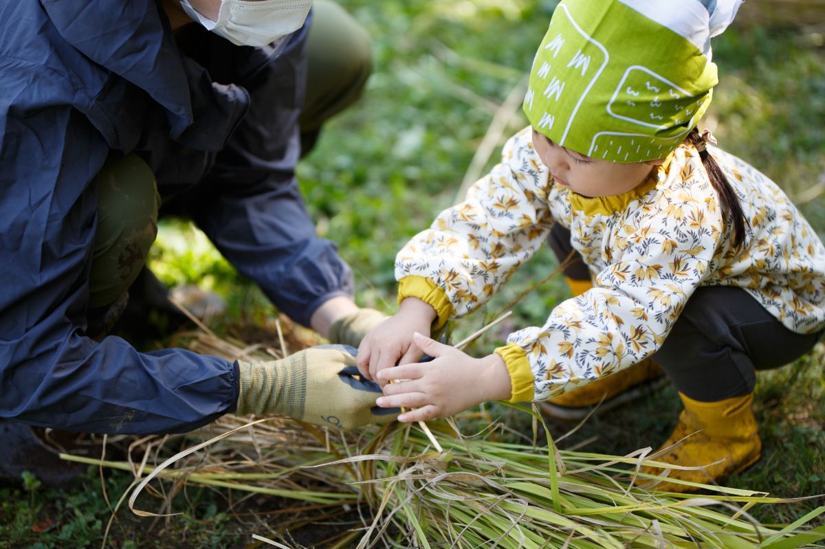 刈り取った稲を束ねる作業イメージ