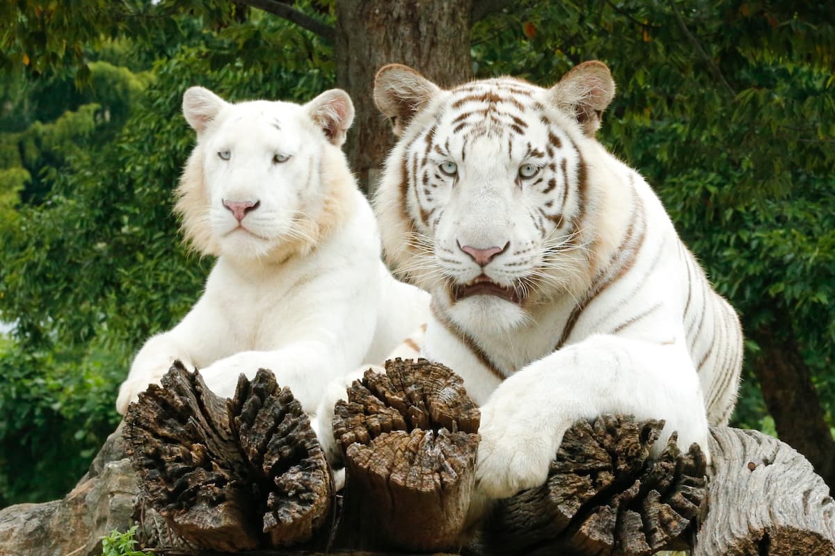 世界でも数の少ないホワイトタイガーを展示