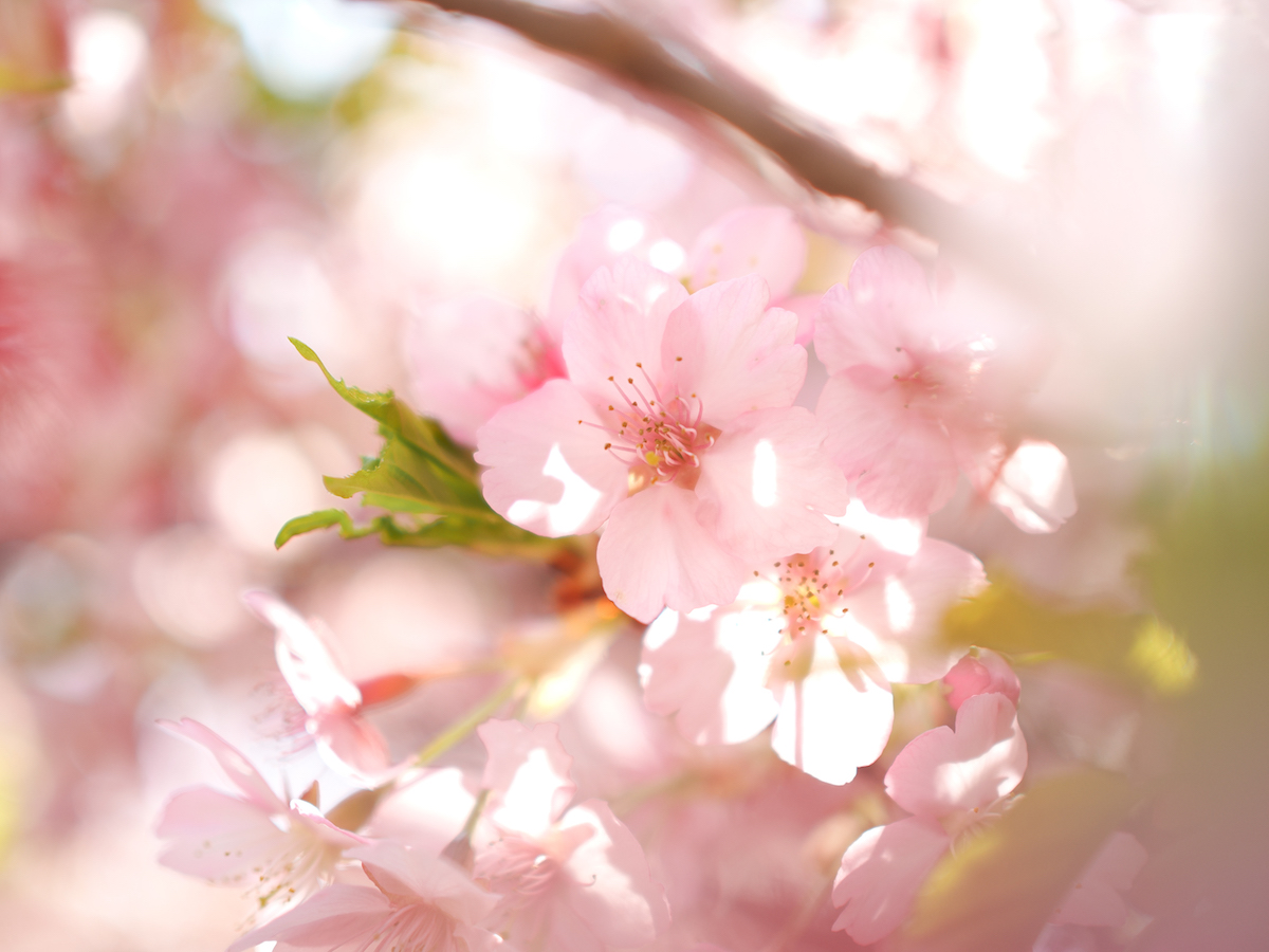 OM-3, OM 25mm F1.8 II, 1/640秒 F1.8 ISO 80 ©6151 カラープロファイル