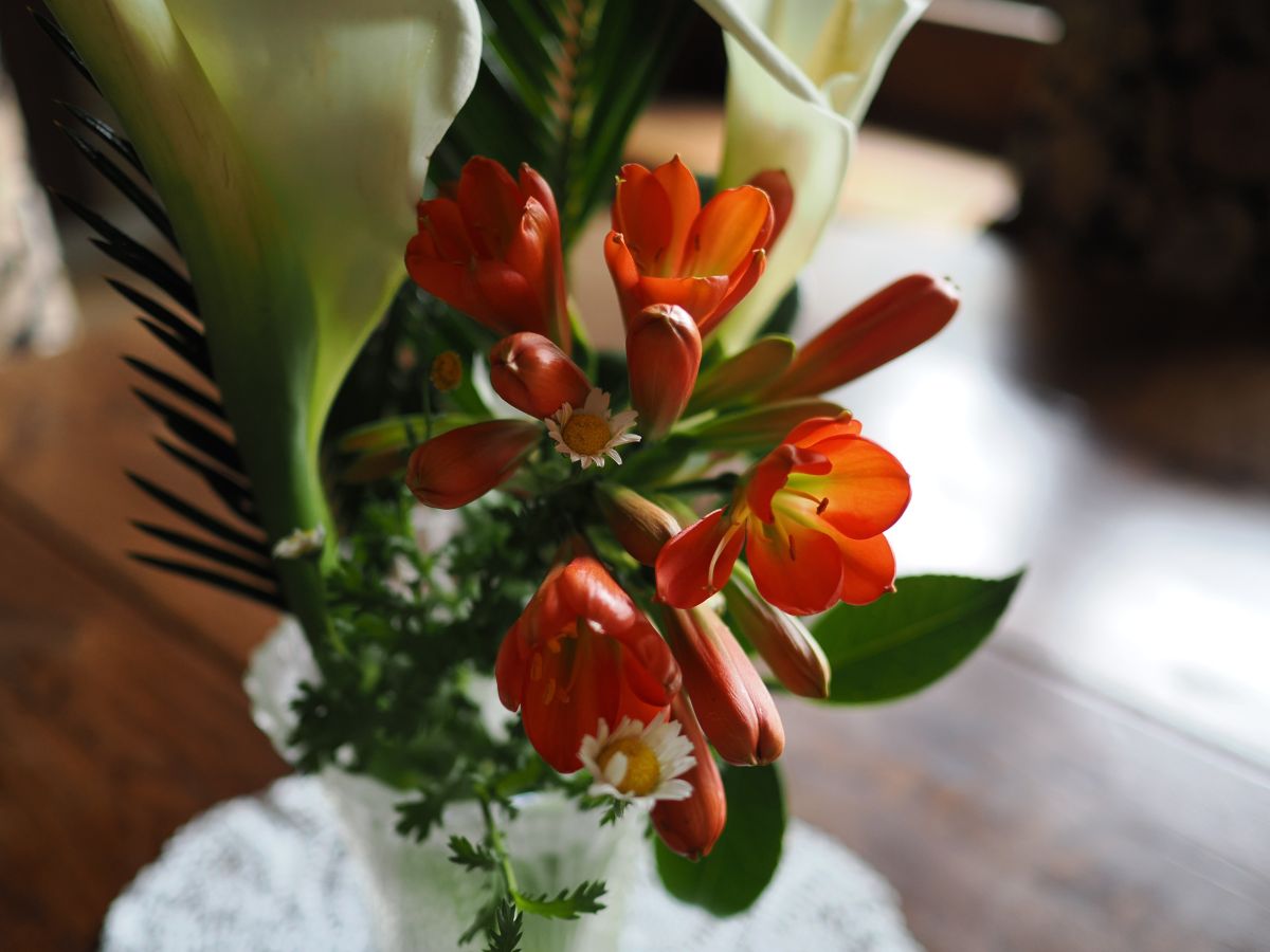 OM-3, 17mm F1.8 II ○○mm相当（35㎜判換算）1/50秒 F1.8 ISO500 基本モード ©もろのんのん