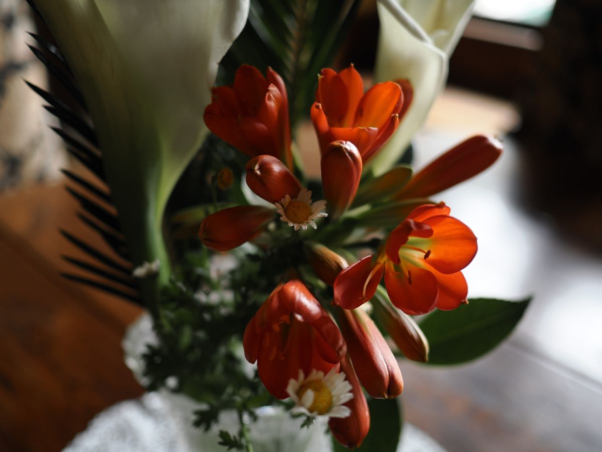 OM-3, M.ZUIKO DIGITAL 17mm F1.8 II, 1/50秒 F1.8 ISO500 基本モード ©もろんのん