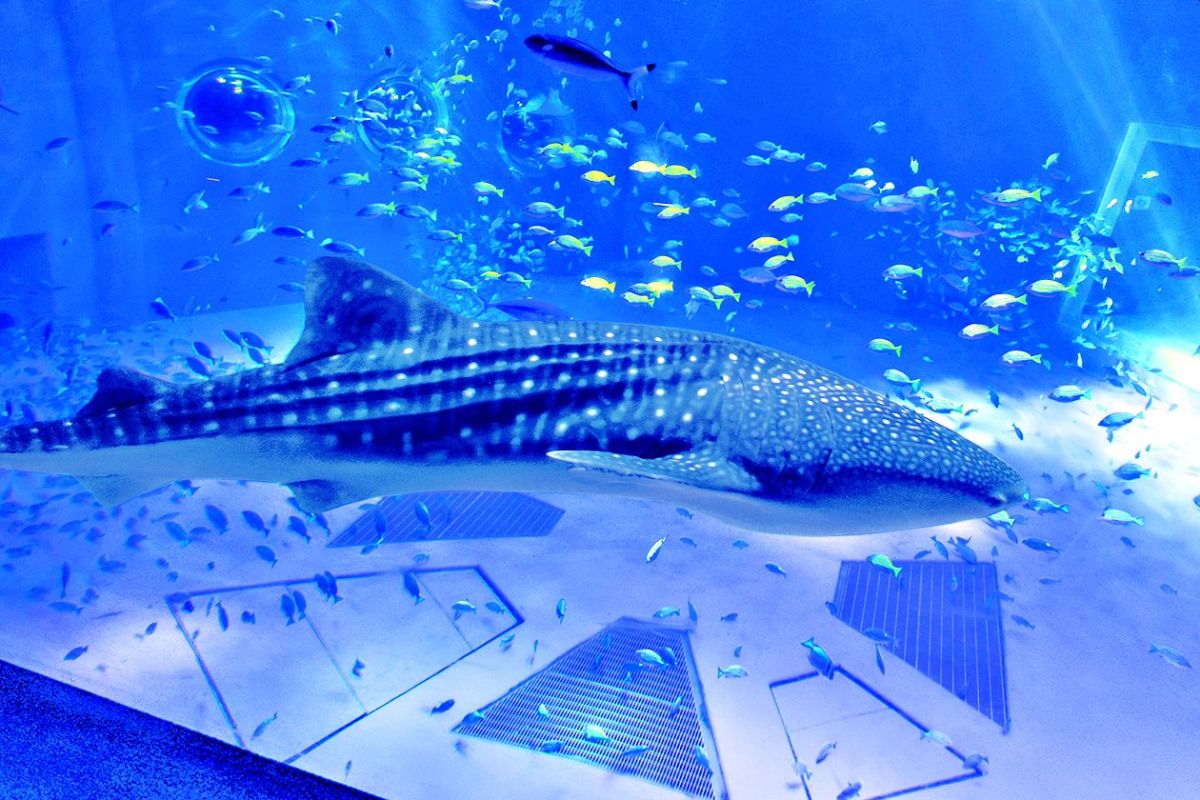 能登エリアについては誌面P88～をチェック！（写真は「のとじま水族館」）