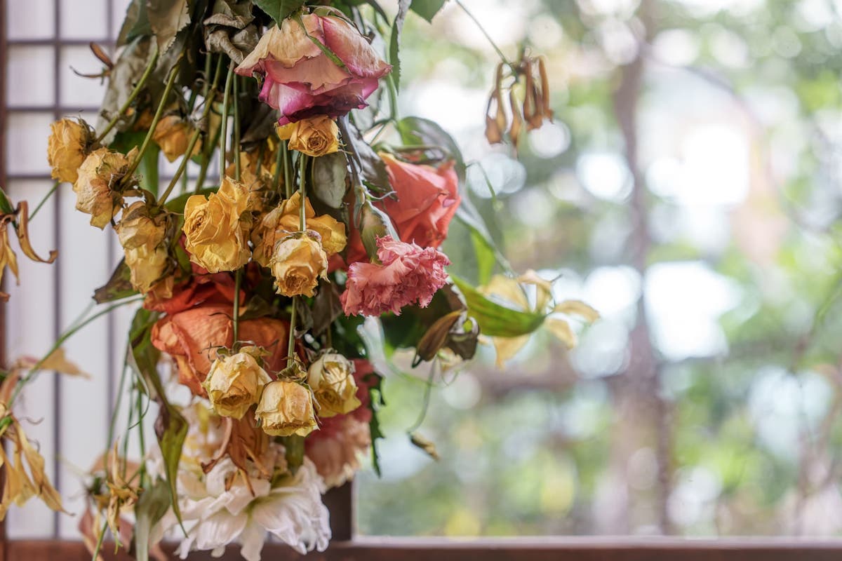 役目を終えた花はドライフラワーになって生まれ変わる